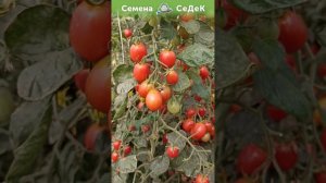 Помидор сладкий как изюм!