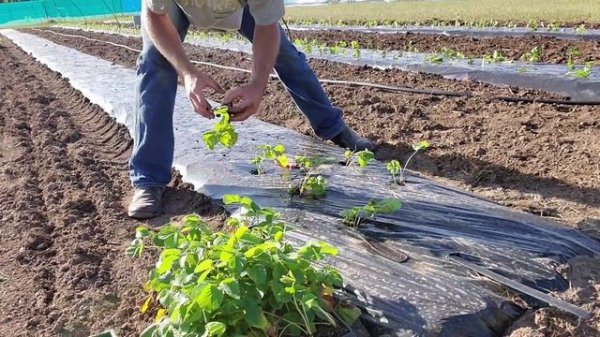 How to Plant Strawberries, Market Garden Strawberries, Plasticulture Strawberries