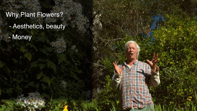 The 3 MOST IMPORTANT Reasons To Plant Flowers In Your Yard, Garden Or Farm