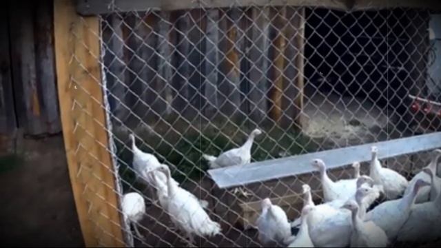 Как построить насест для индюков своими руками смотреть онлайн