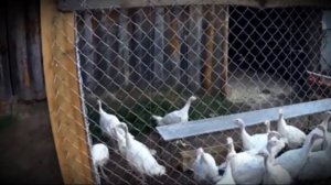 Как построить насест для индюков своими руками