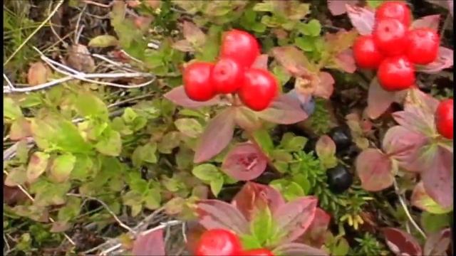 ЧР . Черника и Шведский Дёрен. смотреть онлайн