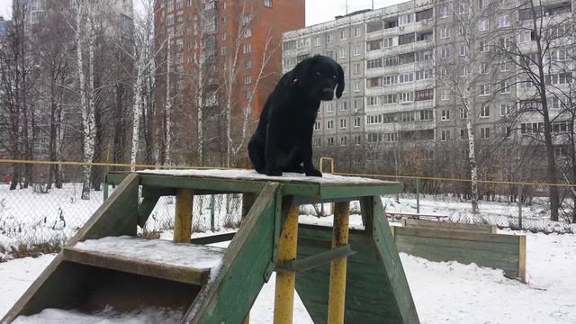 Дрессировка собак -ЛАБРАДОР МИЛА 4 МЕС смотреть онлайн