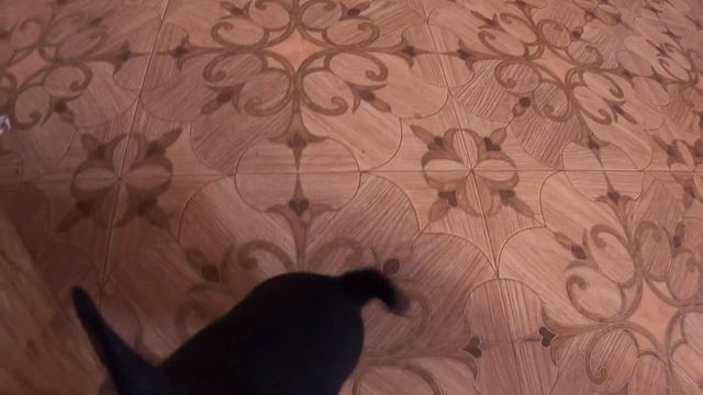 ПОЗДРАВЛЯЕМ с Китайским Новым годом 12/02/2021/Щенки породы ЧИХУАХУА продаю / МИНИ чихуахуа куплю смотреть онлайн