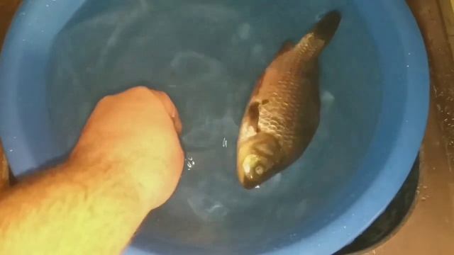 Оживет или нет?! Замороженый карась. Эксперимент. смотреть онлайн