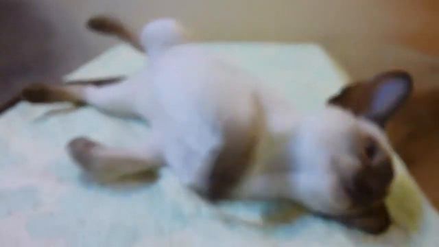 котята на продажу смотреть онлайн