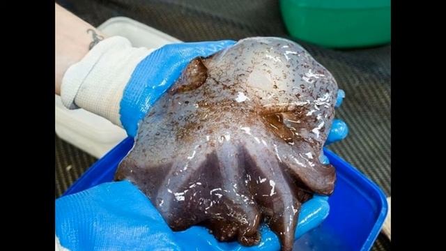 Самые странные животные, которых нашли на глубине 4000м смотреть онлайн