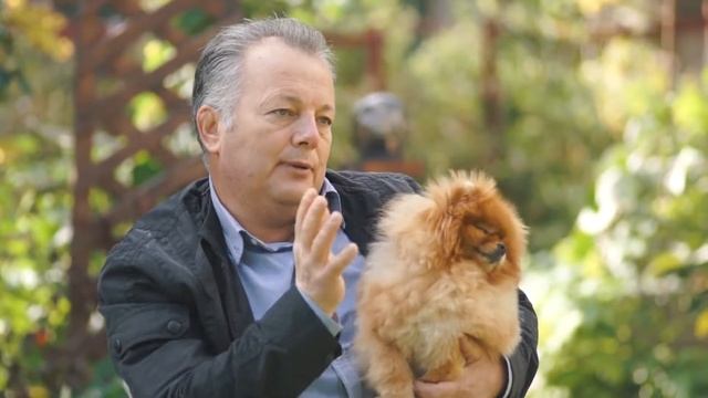 Померанский Шпиц – все о породе собаки – Purina Pro Plan Ukraine смотреть онлайн