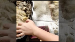 Подготовка мытой овечьей шерсти к прядению