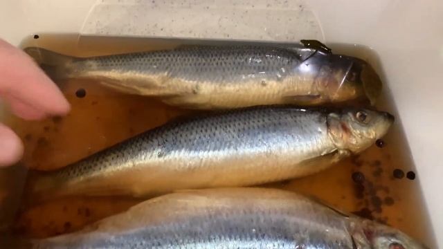 Как ВКУСНО засолить СЕЛЬДЬ. Малосольная сельдь в домашних условиях. смотреть онлайн