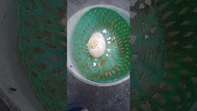 опарыш из вареного яйца смотреть онлайн