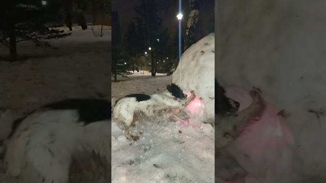 Русский спаниель и лазер. смотреть онлайн