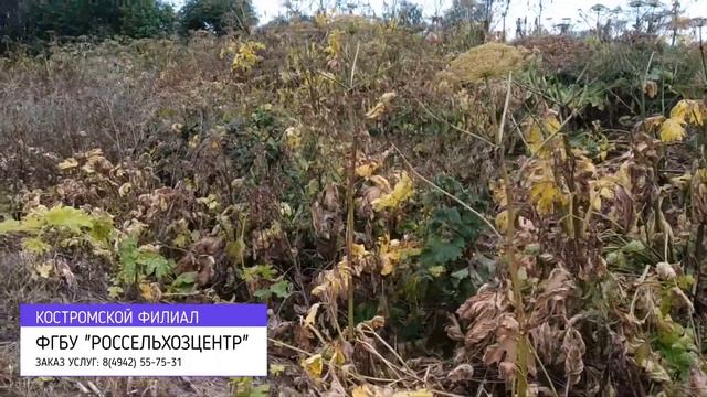 Три недели после химической обработки борщевика смотреть онлайн