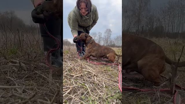 Рома_Шарик. Шереметьевский приют. смотреть онлайн