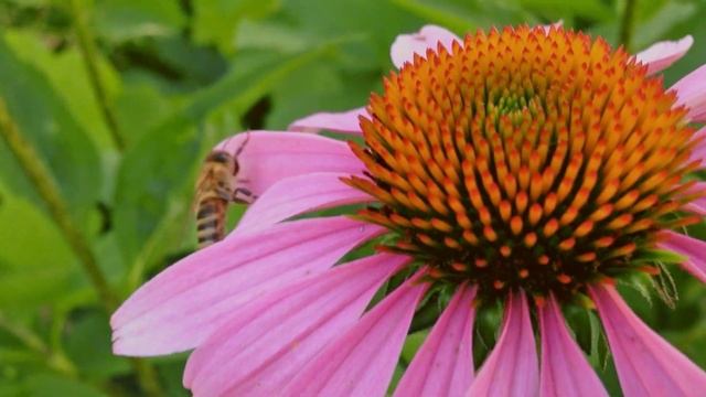 Откройте для себя силу растений Эвалар смотреть онлайн