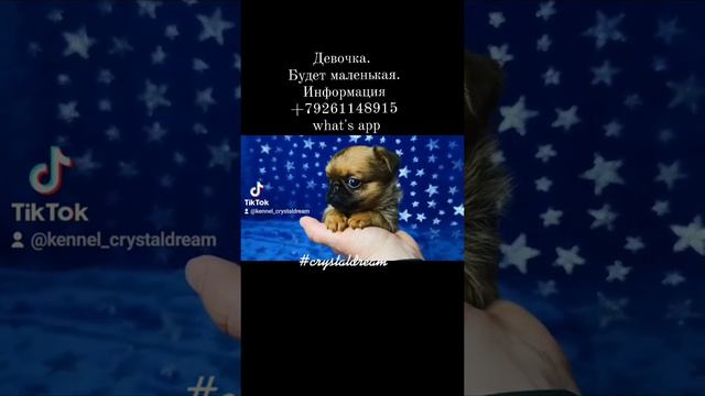 Пти брабансон девочка из питомника Хрустальная мечта. Май 2022. +79261148915