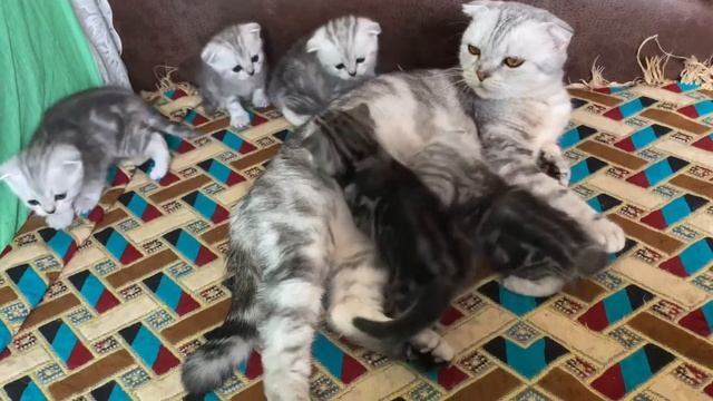 Вислоухие шотландские котята. Окрас мрамор на серебре. смотреть онлайн