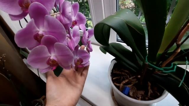 Ужасы орхомана!!! Слабонервным не смотреть!!!! Сого Юкиданы, Клеопатра, Дикий персик... /ванда смотреть онлайн