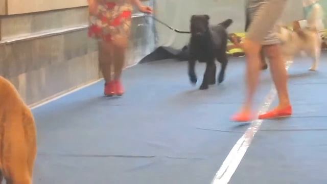 Движения в ринге. Замедленное видео. смотреть онлайн