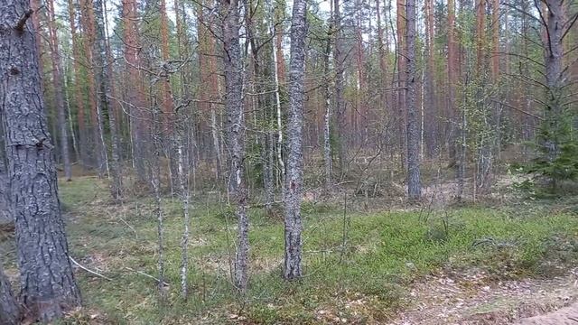 Сосновый бор чистый как парк смотреть онлайн