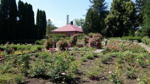 Ботанический сад БФУ им. И. Канта. Калининград 28 июня 2018г.