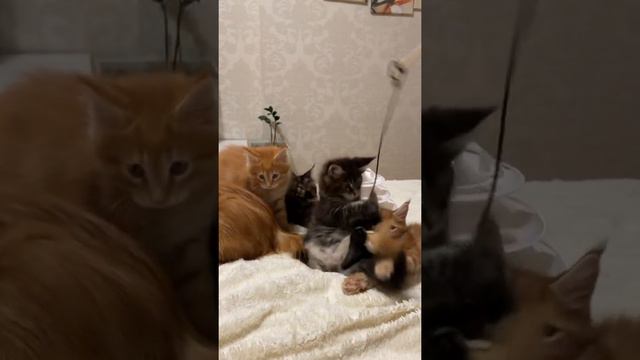 Котята мейн-кун продажа смотреть онлайн