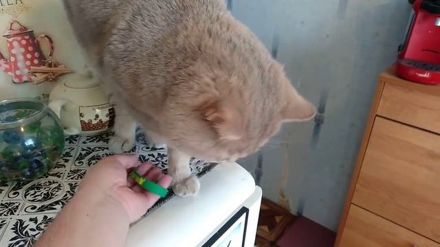 Кот говорит останусь дома. Милое видео #1 (1)