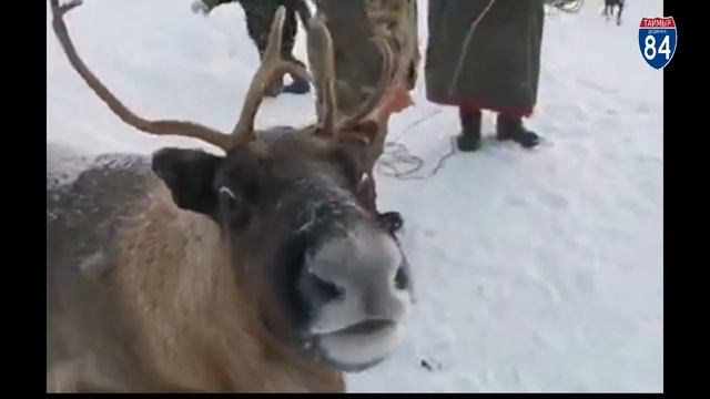 Аргишь оленеводов Таймыра - 2021. Argish reindeer herders of Taimyr смотреть онлайн