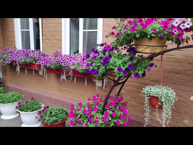 Петуния в саду. Чем кормлю для быстрого роста и обильного цветения. Как и когда поливаю петунии. смотреть онлайн