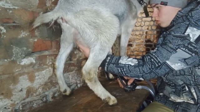 Дойка коз доильным аппаратом! Кормление козлят! Наконец-то я забрал дойку из ремонта) смотреть онлайн