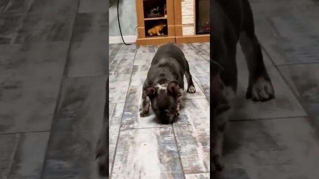 Какой классный парень ❤️ смотреть онлайн