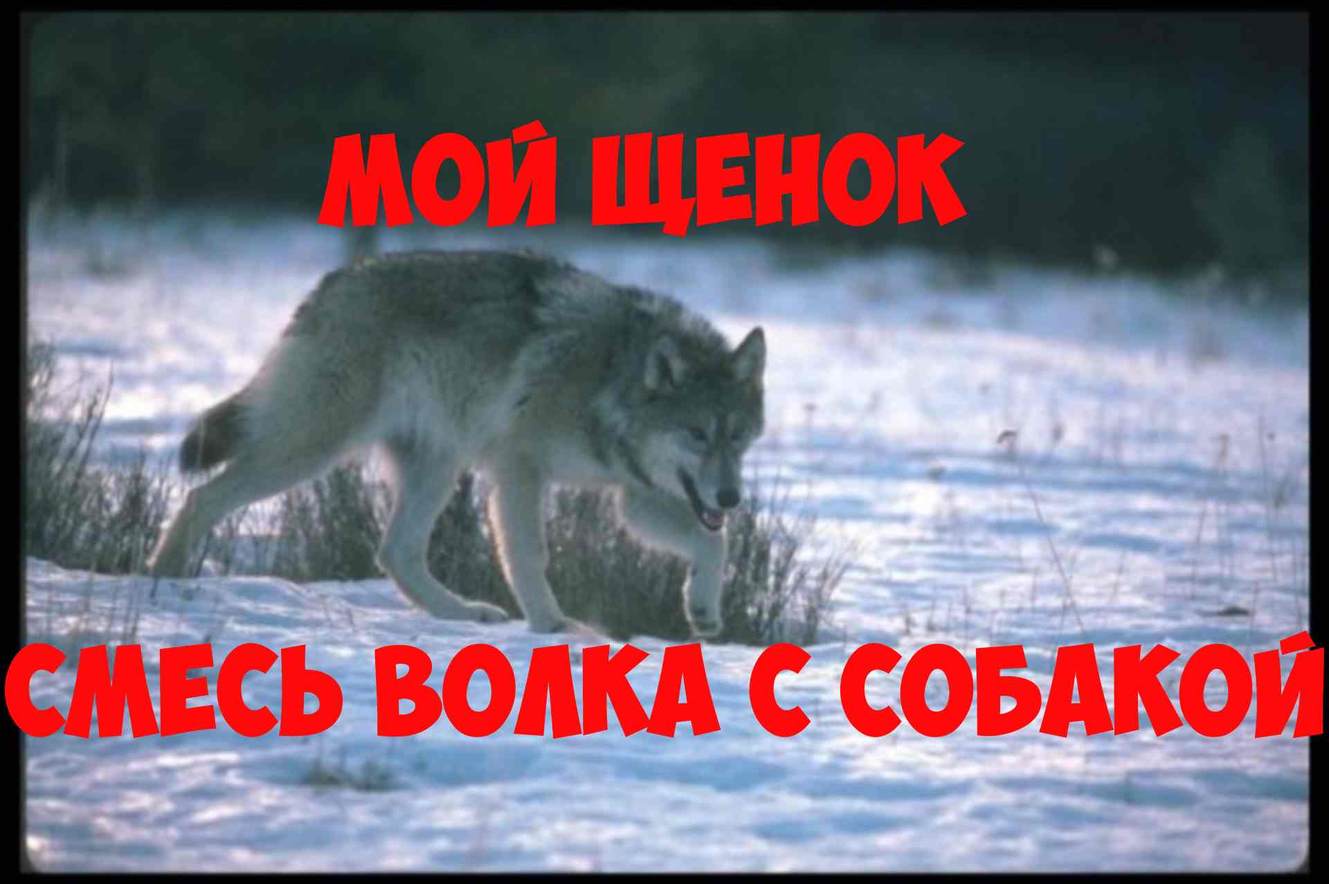 Интересная история. Мой щенок смесь волка с собакой. смотреть онлайн