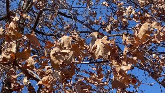 Можно ли вернуть истинное понимание значения слов в русском языке?