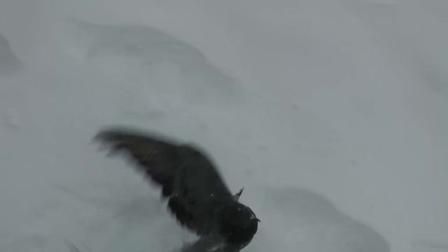 Забивной смотреть онлайн