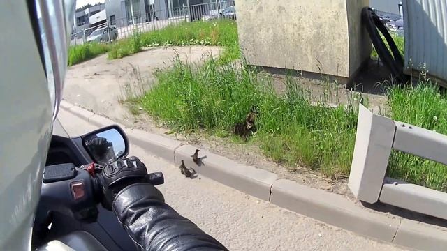 Утка с утятами пытается перейти МКАД. смотреть онлайн