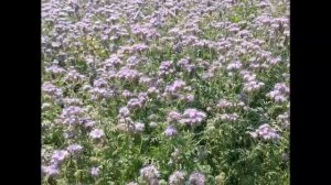 Фацелия зацвела  Лучший сидерат пора косить