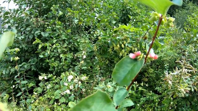 Снежноягодник - польза и вред. Как 200 лет назад девушки использовали это растение смотреть онлайн