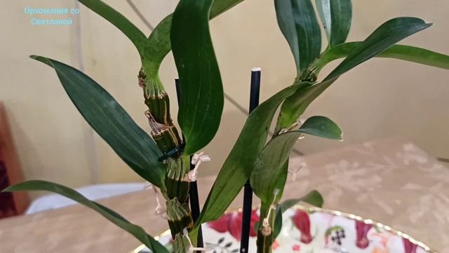 Дендробиум Нобиле. Что делать с засыхающими стволами отцвевшего дендробиума Нобиле? смотреть онлайн