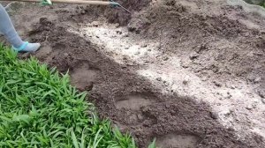 Теплая грядка для огурцов весной. Быстрый способ.