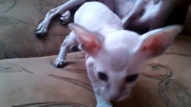 котята Петерболды смотреть онлайн