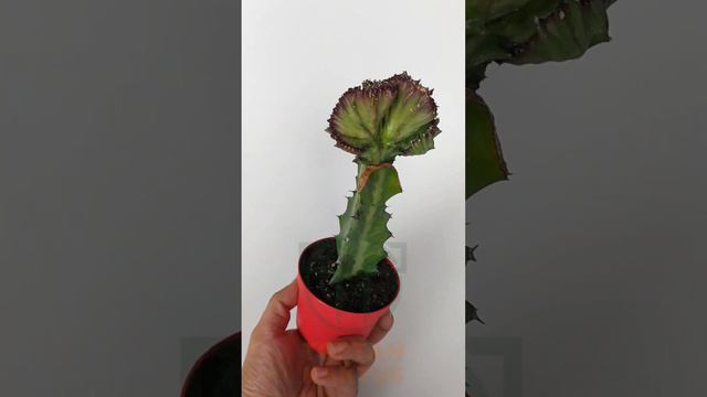 Euphorbia Lactea Cristata, aşılı yelpaze kaktüs, koleksiyon nadir kaktüs, mor - yeşil renkte смотреть онлайн