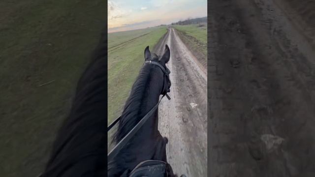 Иноходец КЪ породы. Как вам такой ход?? смотреть онлайн