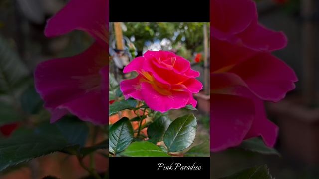 Pink Paradise rose. Bred by Delbard. The beauty of my garden/ Роза Pink Paradise. Сердце моего сада смотреть онлайн