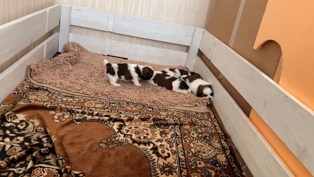 Вот такие приучаются к выгулу на 3/15.гены пальцем не раздавишь, жмякните лайк по братски смотреть онлайн