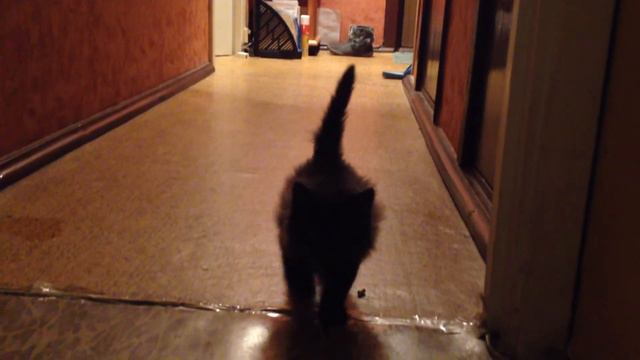 Котико-Пузико. 2013 11 25 смотреть онлайн