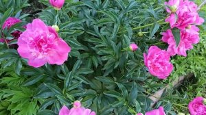 Сорта пионов среднего и позднего срока цветения. 17.06.2021