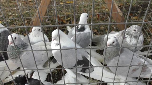 25.10.20. Птичий рынок г. Кропоткин-ч3.10/25/20. Bird market in Kropotkin-ch3 смотреть онлайн