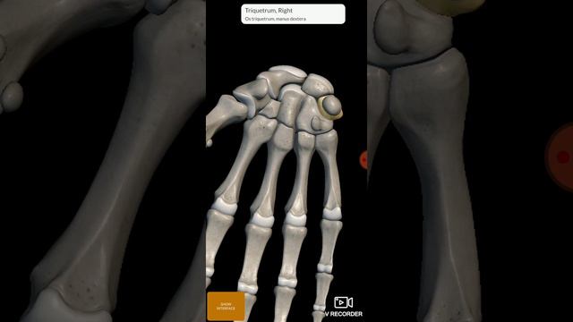 //Carpal bones Right hand// смотреть онлайн