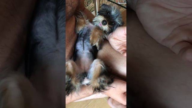 Собачья судорога😁