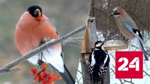 Как правильно помочь птицам пережить зиму - Россия 24